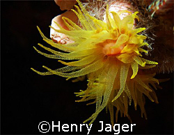 Gracile Cup Coral; Olympus E330; Macro lens 50mm; f/8; 1/100 by Henry Jager 